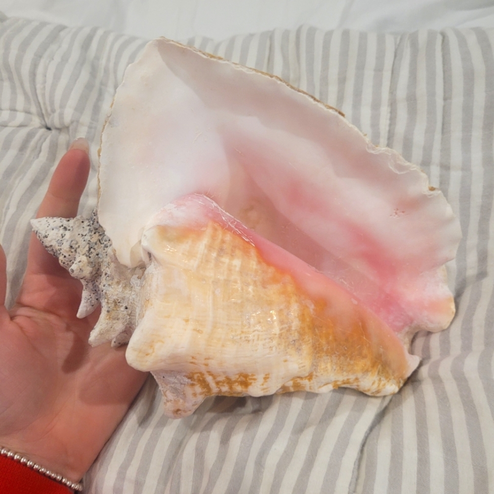Large queen Key west shell 🐚